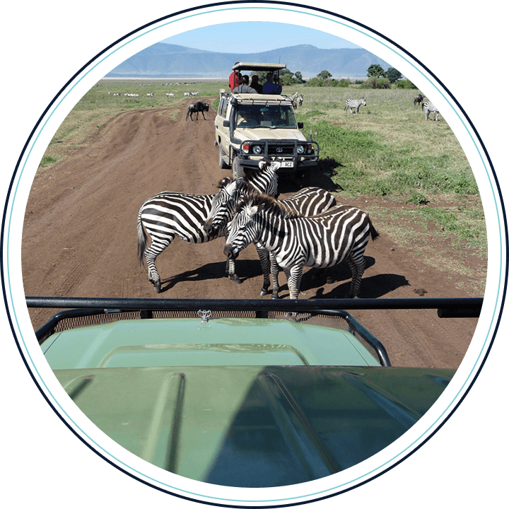 A group of zebras are crossing the road.