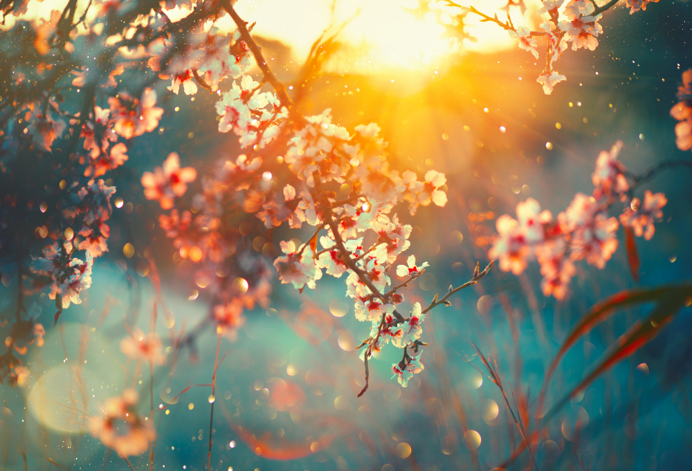 Sakura Blossoms